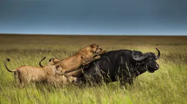 L'héritage du lion