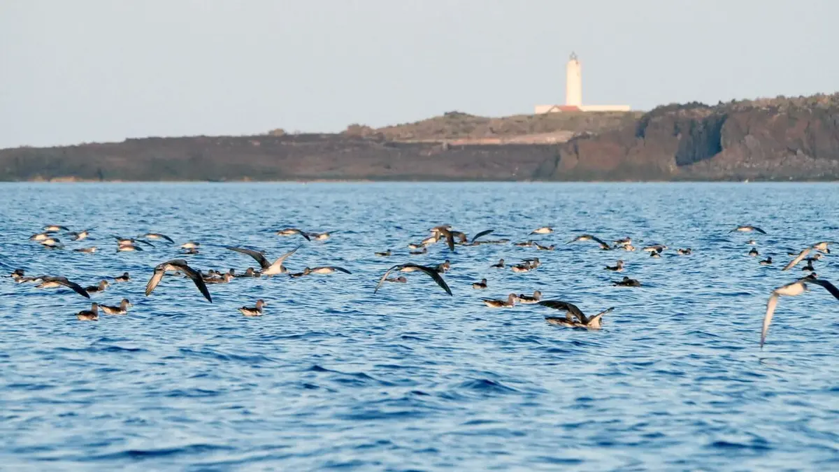 Linosa, l'île refuge des puffins