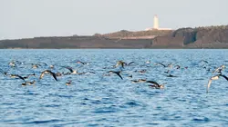 Linosa, l'île refuge des puffins