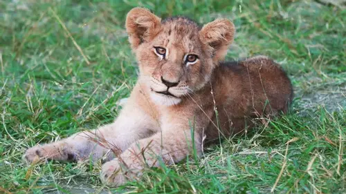 Lion Comme des frères