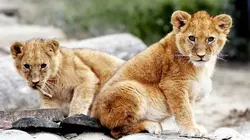 Lion Country: Night And Day