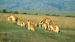 Lion Country: Night And Day