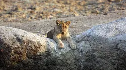 Lion Country: Night And Day