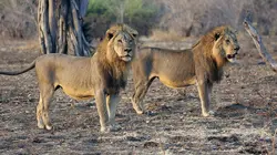 Lion Country: Night And Day