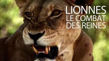 Lionnes, le combat des reines