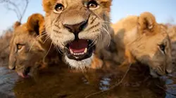 Visuel de Lions