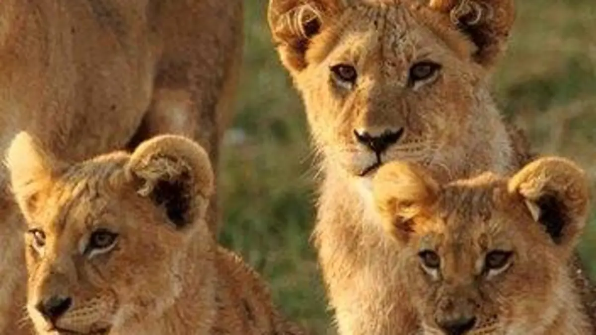 Lions contre éléphants d'Afrique : le choc des Titans