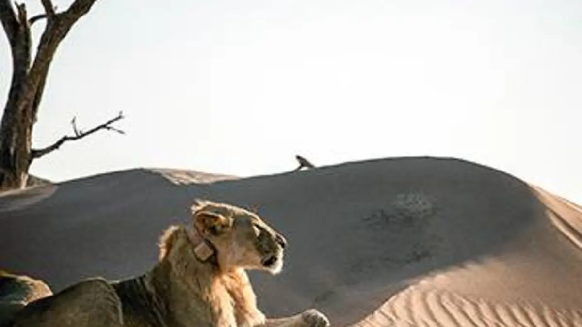 Lions de Namibie, un nouveau départ Un nouveau départ