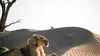 Lions de Namibie Les rois du désert