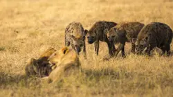 Lions et hyènes, ennemis jurés S01E02 Apprendre