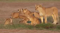 Lions et Hyènes : une lutte sans merci