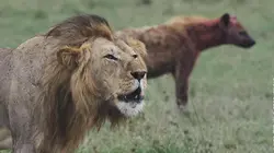 Lions et Hyènes : une lutte sans merci