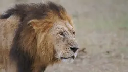 Lions et Hyènes : une lutte sans merci