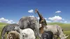 Lions of Sabi Sand : Brothers in Bood