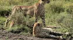 Visuel de Lions vs guépards