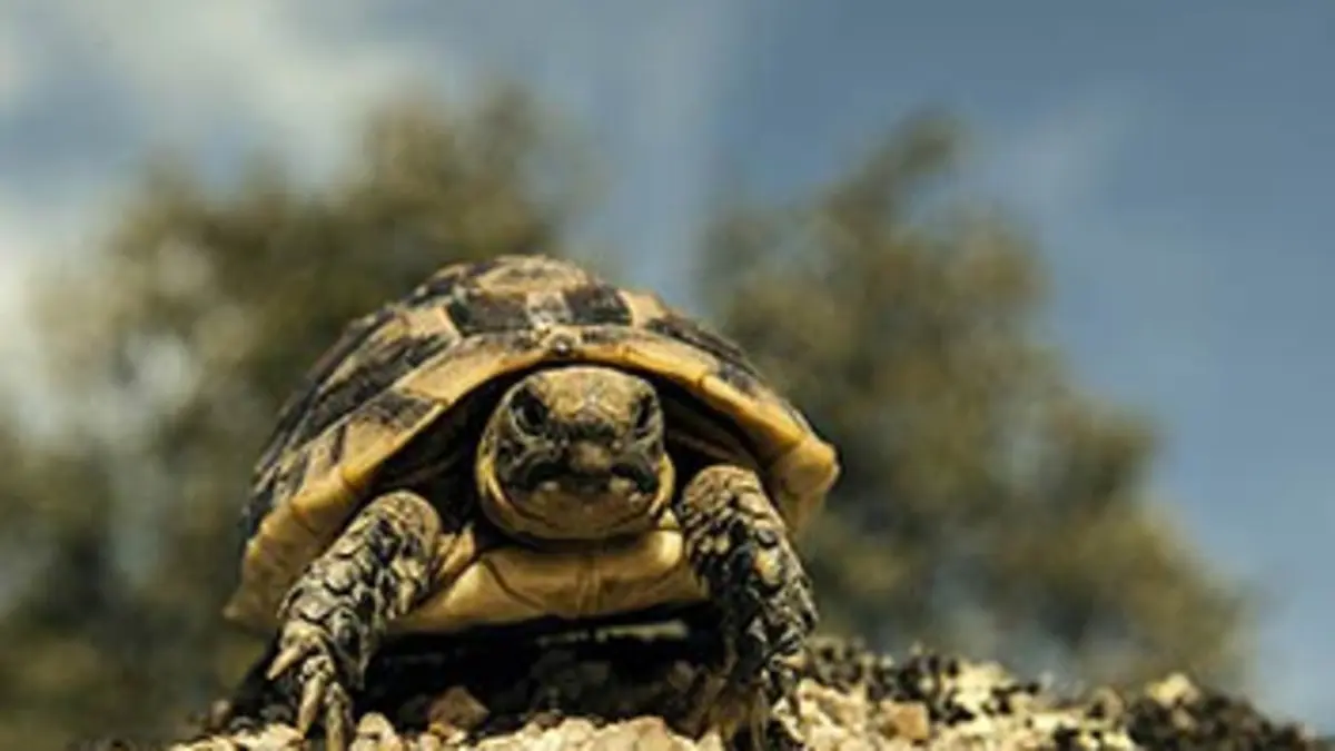 Little Matters Tortues du monde