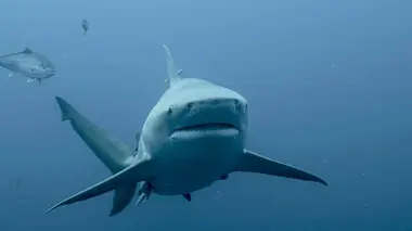 Les créatures des marais