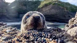 Lola, la jeune otarie