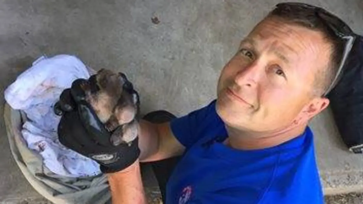 Louis et la faune urbaine Écureuils