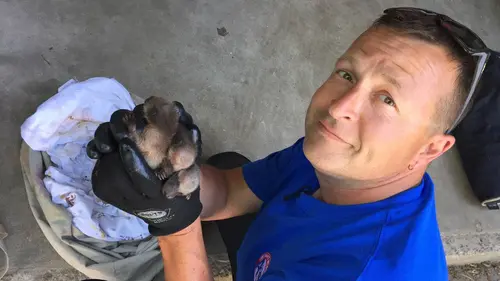 Louis et la faune urbaine Bébés ratons