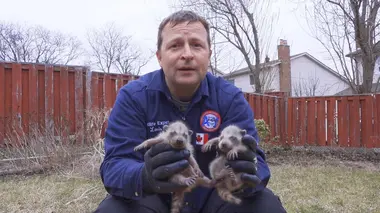 Mount Albert, Ontario