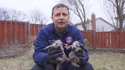 Louis et la faune urbaine