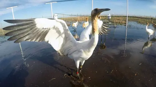 Louisiane, la passion des oiseaux