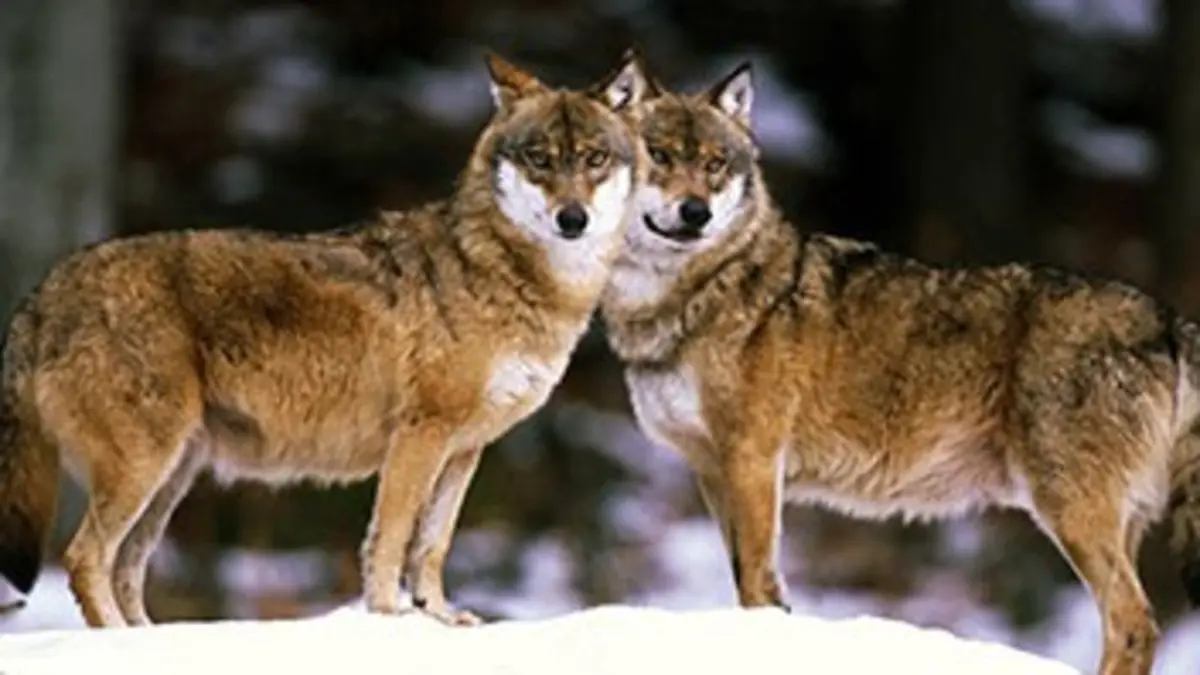 Loup sans frontière