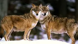 Visuel de Loup sans frontière