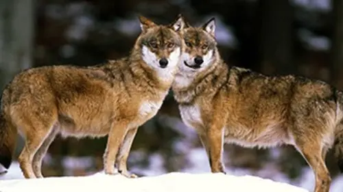 Loup sans frontière