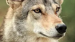 Visuel de Loup, y es-tu ?