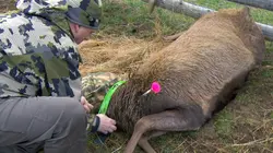 Loups et cerfs à l'ombre des blindés
