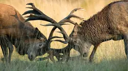 Loups et cerfs à l'ombre des blindés