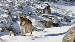 Visuel de Loups solitaires en toute liberté