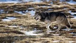 Loups solitaires en toute liberté