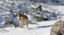 Loups solitaires en toute liberté