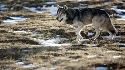 Loups solitaires en toute liberté