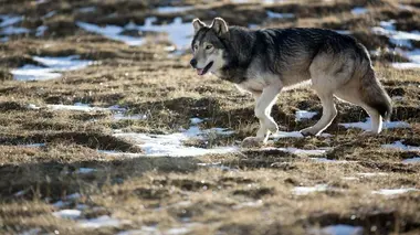 Loups solitaires en toute liberté
