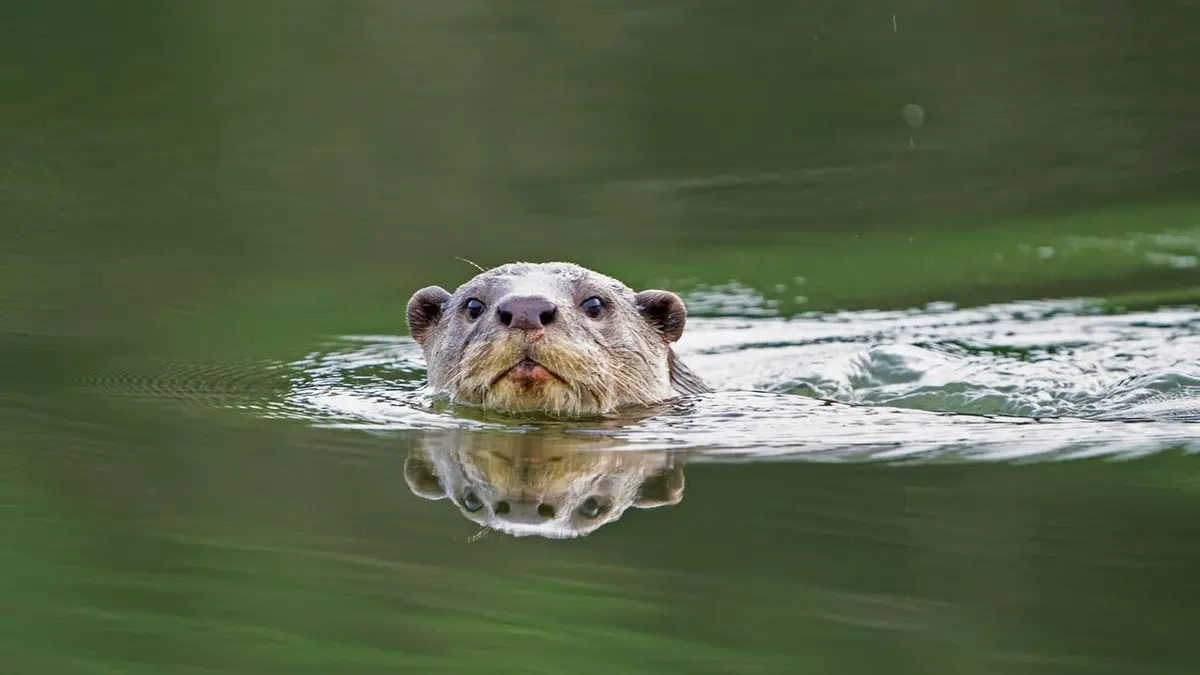 Loutres d'Asie - une vie sur le fleuve