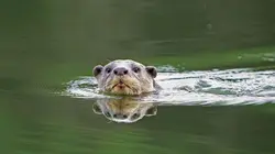 Loutres d'Asie - une vie sur le fleuve