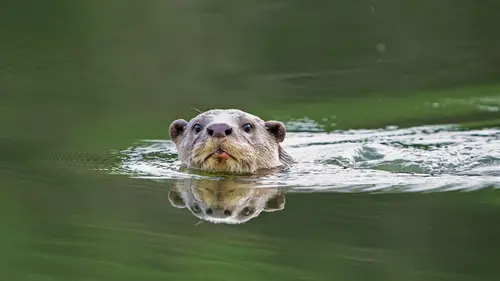 Loutres d'Asie - une vie sur le fleuve