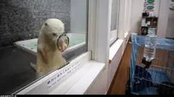 Loutres et NAC, un commerce illégal