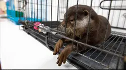 Loutres et NAC, un commerce illégal