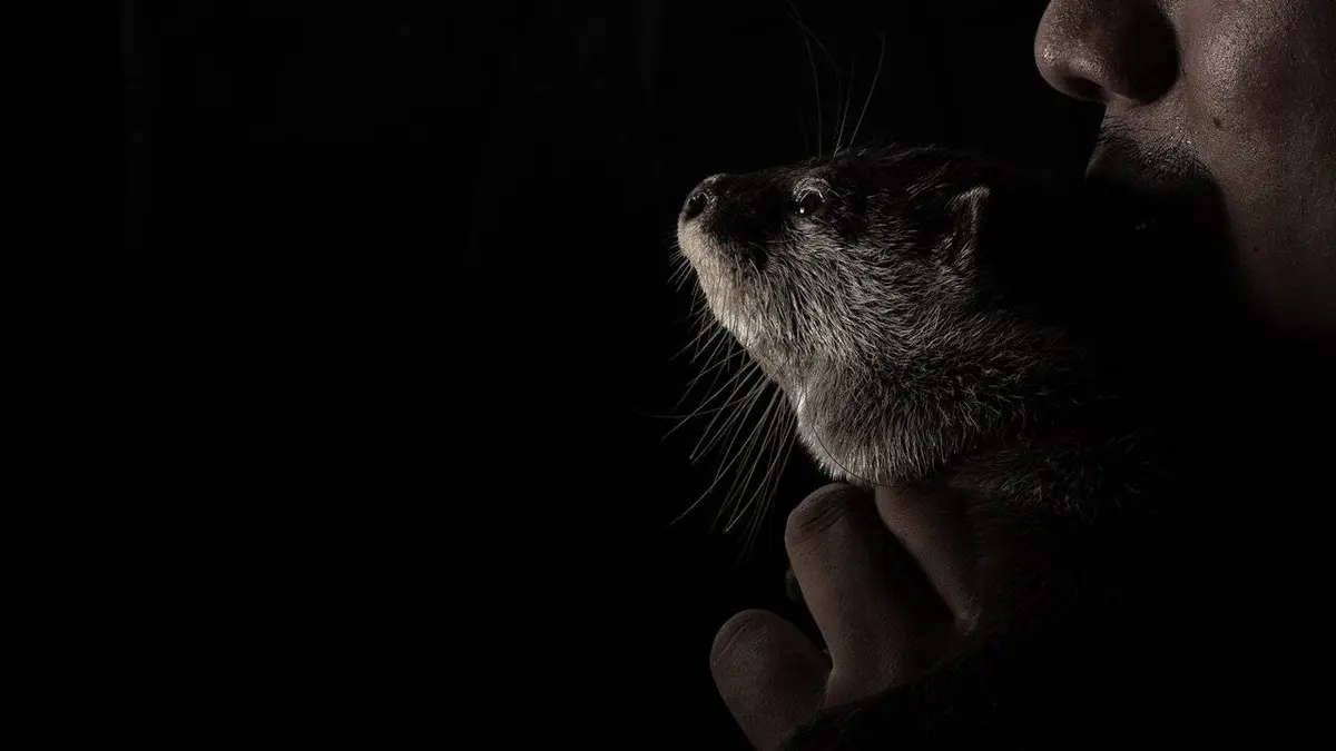 Loutres et NAC, un commerce illégal