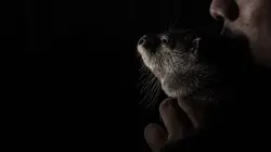 Loutres et NAC, un commerce illégal