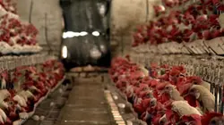 Visuel de LoveMEATender