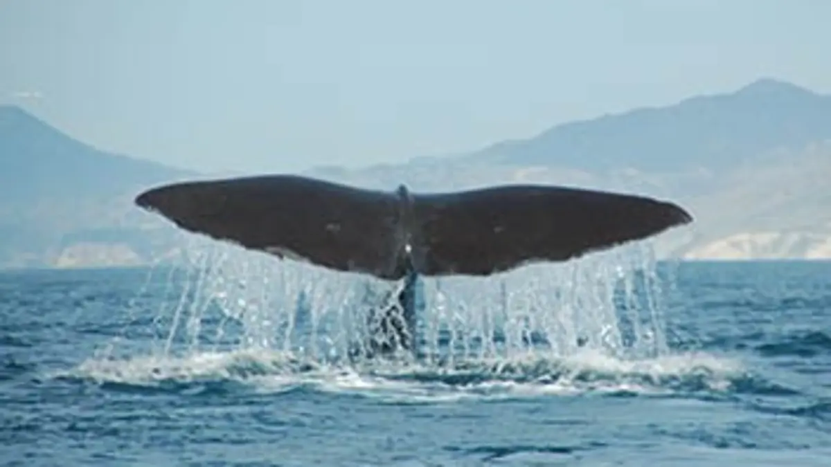 Lumière sur l'océan