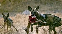 Visuel de Lycaon cherche petits à adopter