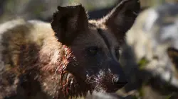 Lycaons - Sur les traces de la meute