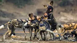 Lycaons - Sur les traces de la meute